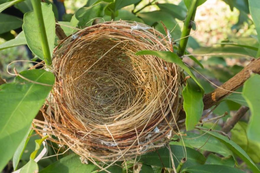 empty bird nest - reconnect during empty nest years