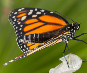 Monarch butterfly coming out of cocoon